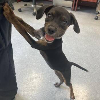 Adobe -  Hound and Mixed Breed Dog for Adoption in Hawthorne, California - Adobe | PetCurious