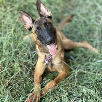 Eve -  Belgian Shepherd Malinois Dog for Adoption in Delray Beach, Florida - Eve | PetCurious