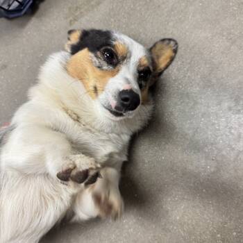 Rescue Cardigan Welsh Corgi Dogs for Adoption in York, Pennsylvania - YORK-Stray-14359 | PetCurious