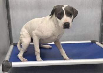 SPOOKY -  Pit Bull Terrier and Mixed Breed Dog for Adoption in Conroe, Texas - SPOOKY | PetCurious