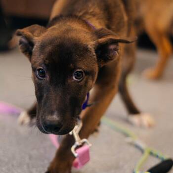 Mixed Breed Dogs Available for Adoption - Olive | PetCurious