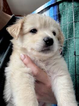 Maltese and Pomeranian Dogs Available for Adoption in Los Gatos, California - Honeycomb | PetCurious