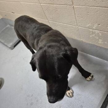 Labrador Retriever Dogs Available for Adoption in Lawrenceville, Georgia - Pen 105 Max | PetCurious