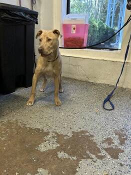 Magnus -  Pit Bull Terrier Dog for Adoption in Mobile, Alabama - Magnus | PetCurious