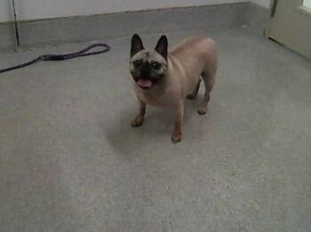 GOBSTOPPER -  French Bulldog and Pug Dog for Adoption in Loveland, Colorado - GOBSTOPPER | PetCurious