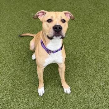 Mixed Breed Dogs Available for Adoption in Titusville, Florida - Rosalie | PetCurious