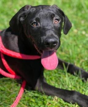 Anakin -  Great Dane and Mixed Breed Dog for Adoption in Morristown, New Jersey - Anakin | PetCurious