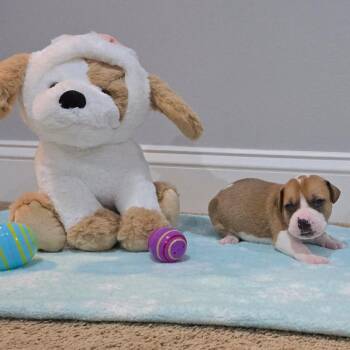 Mixed Breed Dogs Available for Adoption in Aberdeen, North Carolina - Truffle | PetCurious