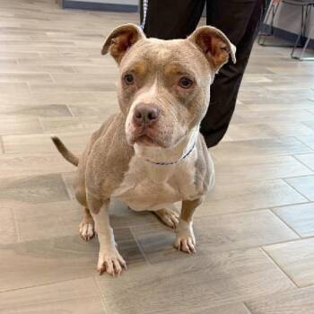 Florence -  American Bully Dog for Adoption in Nevada, Missouri - Florence | PetCurious