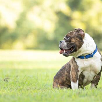 Flemings -  English Bulldog Dog for Adoption in Rossville, Georgia - Flemings | PetCurious