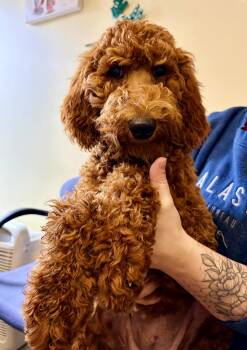 Goldendoodle Dogs Available for Adoption - ISABELA    $425 | PetCurious