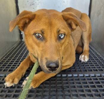 Shepherd Dogs Available for Adoption in Lawrenceville, Georgia - Pen 207c Giana | PetCurious