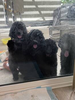 Angel -  Standard Poodle Dog for Sale in La Mirada, California - Angel | PetCurious