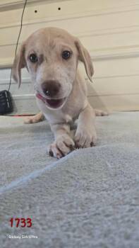 Catahoula Leopard Dog and Weimaraner Dogs Available for Adoption in Warrenton, Missouri - BD Fork | PetCurious