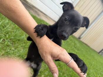 Fidget -  Chihuahua Dog for Adoption in Louise, Texas - Fidget | PetCurious