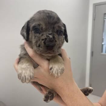 James -  Mixed Breed Dog for Adoption in Winston-salem, North Carolina - James | PetCurious
