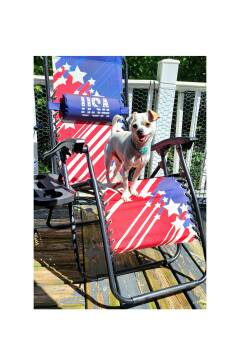 Chip -  Chihuahua Dog for Adoption in Lake Geneva, Wisconsin - Chip | PetCurious