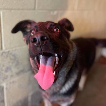 Shepherd and Mixed Breed Dogs Available for Adoption in Valley, Alabama - Apollo | PetCurious