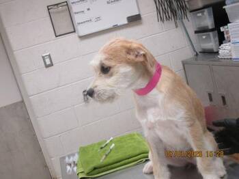 Lila(305) -  Shepherd and Pit Bull Terrier Dog for Adoption in Marietta, Georgia - Lila(305) | PetCurious