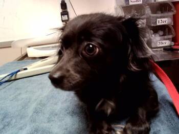 Chihuahua Dogs Available for Adoption in Martinez, California - FERN | PetCurious