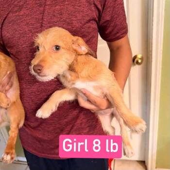 Toffee -  Terrier and Chihuahua Dog for Adoption in Gainesville, Virginia - Toffee | PetCurious