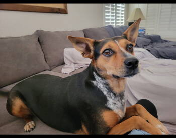 Rescue Australian Shepherd and Cattle Dog Dogs for Adoption in Chandler, Arizona - ELLIE AND BRIAR | PetCurious