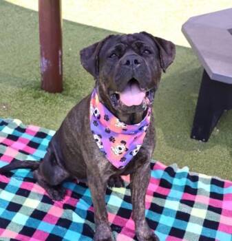 Mixed Breed Dogs Available for Adoption in Athens, Georgia - Jada | PetCurious