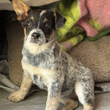 Eliza -  Australian Cattle Dog Blue Heeler Dog for Adoption in Fredericksburg, Virginia - Eliza | PetCurious