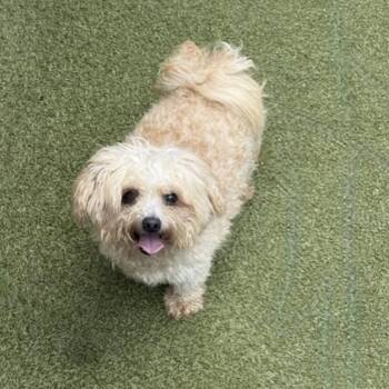 TEDDY -  Miniature Poodle and Chihuahua Dog for Adoption in Houston, Texas - TEDDY | PetCurious