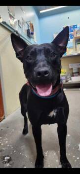 Mixed Breed Dogs Available for Adoption in Sevierville, Tennessee - Joy | PetCurious