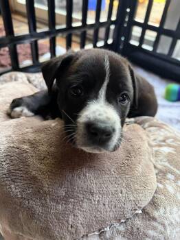 Reese -  Australian Cattle Dog Blue Heeler Dog for Adoption in Berlin, New Jersey - Reese | PetCurious