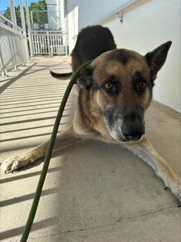 German Shepherd Dog Dogs Available for Adoption in Doral, Florida - KUJOE | PetCurious