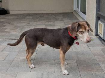 Beagle Dogs Available for Adoption - Herbie III | PetCurious