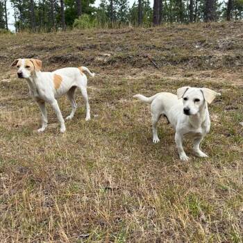 Miranda -  Basset Hound and Mixed Breed Dog for Adoption in Aberdeen, North Carolina - Miranda | PetCurious