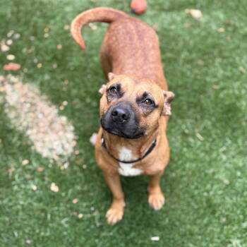 Rescue Mixed Breed Dogs for Adoption in Hamilton, Georgia - Maple | PetCurious