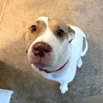 Mixed Breed Dogs Available for Adoption in Pittsburgh, Pennsylvania - Yoko | PetCurious