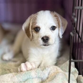 Manchego (Lil’ Wedges Litter) -  Terrier and Mixed Breed Dog Available for Adoption in Woodside, California - Manchego (Lil’ Wedges Litter) | PetCurious
