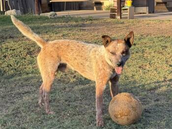 Bronco -  Australian Cattle Dog Blue Heeler Dog for Adoption in Paso Robles, California - Bronco | PetCurious