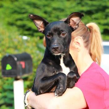 CT Bella Boo -19lbs -  Rat Terrier Dog for Adoption in Eastford, Connecticut - CT Bella Boo -19lbs | PetCurious
