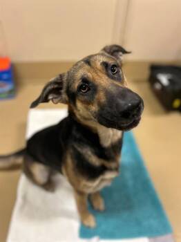 Rescue German Shepherd Dog and Mixed Breed Dogs for Adoption in Chula Vista, California - EINSTEIN | PetCurious