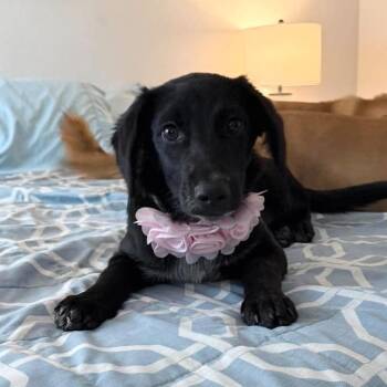Raven -  Labrador Retriever Dog Available for Adoption in Harlingen, Texas - Raven | PetCurious