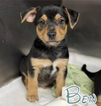 Ben -  Entlebucher and Mixed Breed Dog for Adoption in Morton Grove, Illinois - Ben | PetCurious