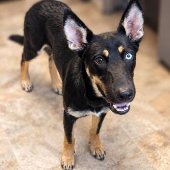Fern -  Shepherd and Husky Dog for Adoption in Boerne, Texas - Fern | PetCurious