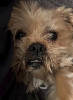 Shih Tzu and Yorkshire Terrier Dogs Available for Adoption in Toronto, Ontario - Yoyo/Chewy | PetCurious