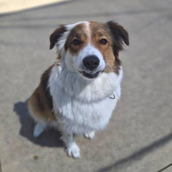 Juliet -  Mixed Breed Dog Available for Adoption in Woodstock, Illinois - Juliet | PetCurious