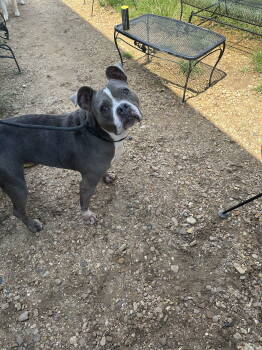 Rescue Boxer Dogs for Adoption in Jackson, Mississippi - Mercy Grace | PetCurious