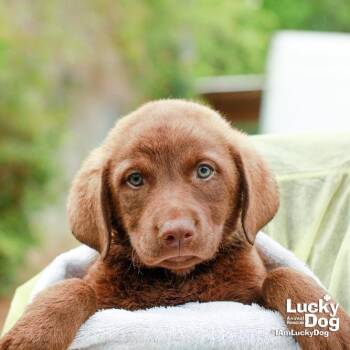 Labrador Retriever and Chesapeake Bay Retriever Dogs Available for Adoption in Washington, District Of Columbia - Ms. Bonnie | PetCurious