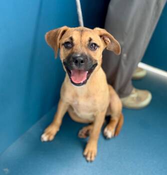 Peach -  Boxer and Mixed Breed Dog for Adoption in Ellijay, Georgia - Peach | PetCurious