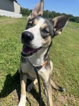 Rescue Siberian Husky Dogs for Adoption in Omaha, Nebraska - Mango | PetCurious