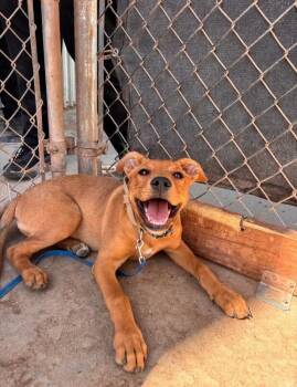 Gracie -  Mixed Breed Dog for Adoption in Hobbs, New Mexico - Gracie | PetCurious